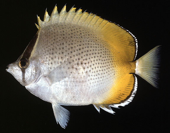 Chaetodon guentheri Ahl, 1923